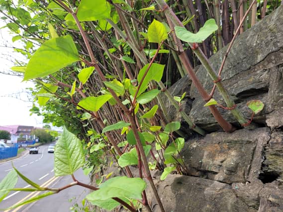 Japanese knotweed growing on a wall