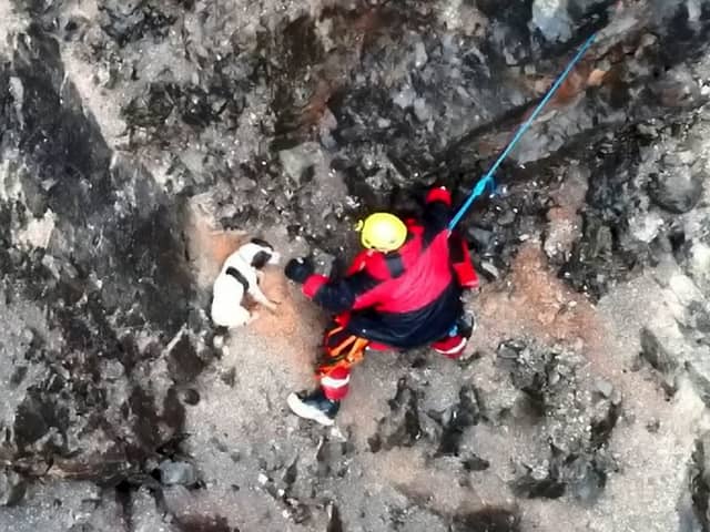 Video from Avon and Somerset Drone Team shows stranded dog's tail wagging with joy as fire crews abseil down to recuse him from a cliff face
