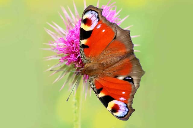 Heatwave and drought could put butterflies in trouble