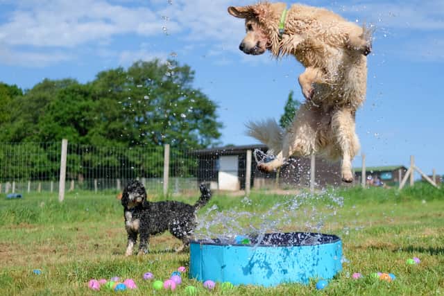 Rex and Daisy cool off in the pool at doggy day care Bruce's (photo: Bruce's)