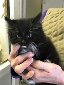 The five-week old kitten (photo:RSPCA)