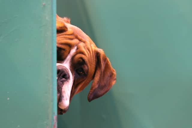 Vets have warned that thousands of dogs bought over lockdown could be at risk from the deadly parasite lungworm (Getty Images)