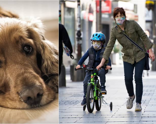 The new disease evolved from a coronavirus that afflicts dogs (Photo: Shutterstock)