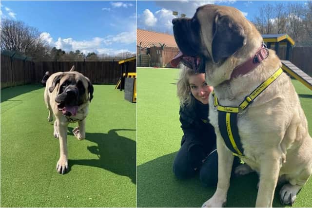 Can you give Galahad a home? (Photo: Dogs Trust)