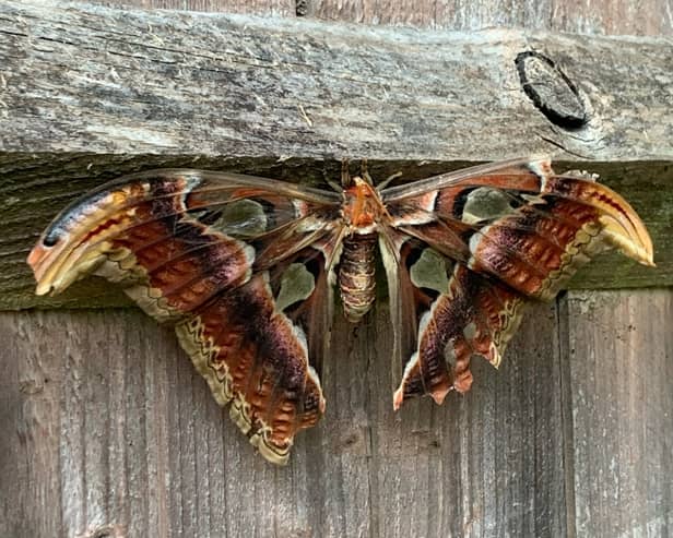 Moth in Sharron Long’s garden.