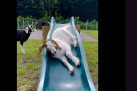 Goats play on a slide at Manorafon Farm Park