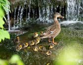 Mallard ducklings and mother in the Wesley Brook, Shifnal, Shropshire.