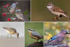 (Clockwise from top left) A male and female blackcap, a whitethroat, a jay, a nuthatch, and a knot