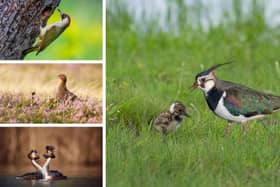 (Clockwise from top left) Green woodpeckers, lapwings, great crested grebes and red grouses were all amongst the species trending downwards