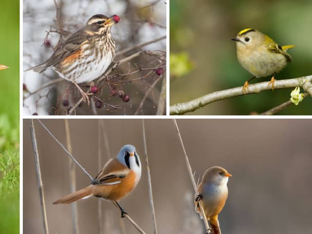 (Clockwise from left) Fieldfares, redwings, goldcrests, and bearded tits are among the birds it'll become a little easier to spot in the UK this month