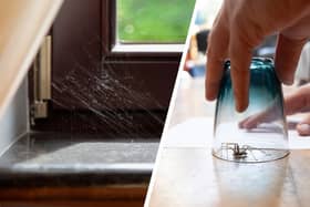 Don't cast that spider outside! He could help you out
