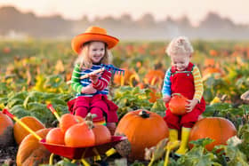 Where in the UK should you be visiting to get the cream of the pumpkin crop ahead of Halloween 2025?