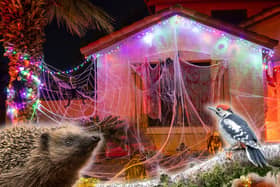 Nature charities say fake cobwebs can trap hedgehogs, birds, bats, and eve insects