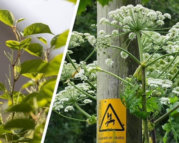 Japanese knotweed (left) and giant hogweed can both cause you big problems