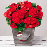 Bunches offers bespoke Christmas plants on a next-day delivery - for bargain prices