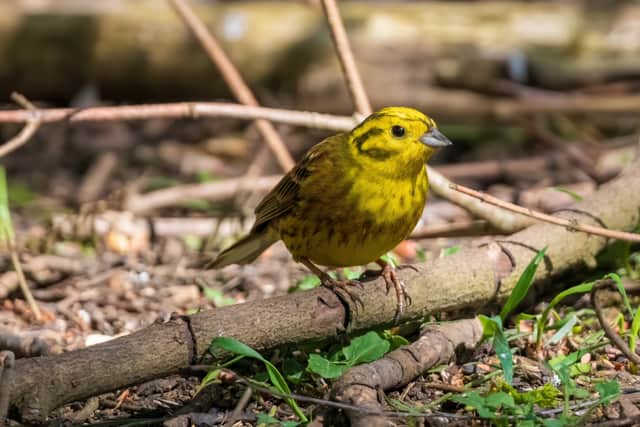 Red listed Yellowhammer return to Courteenhall Estates