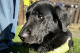 Ben the guide dog. He's a six-year-old German Shepherd / Retriever mix.
