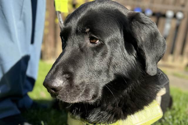 Ben the guide dog. He's a six-year-old German Shepherd / Retriever mix.