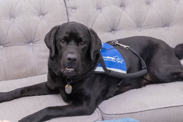 Support dog Davey