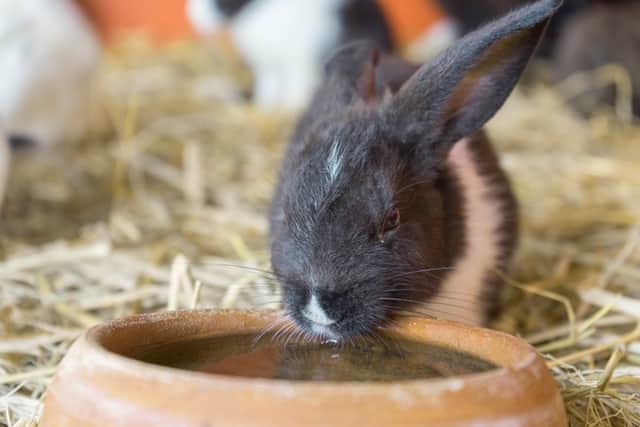 Flock of New Zealand rabbit in a cage