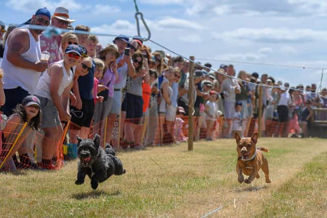 Terrier racing