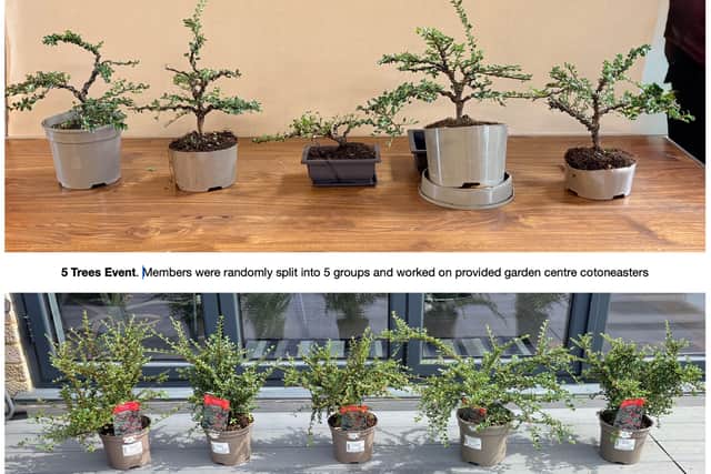 5 bonsai trees created from garden centre cotoneasters