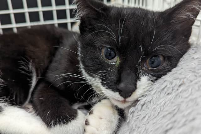 RSPCA