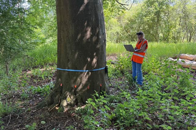 VMS Ltd has invested £23,000 in a PiCUS Sonic Tomograph to enable its clients to make informed decisions on tree safety and structural integrity via non-invasive assessments