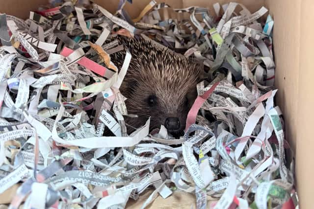 Deanshanger Hedgehog Rescue