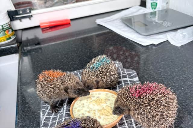 Deanshanger Hedgehog Rescue