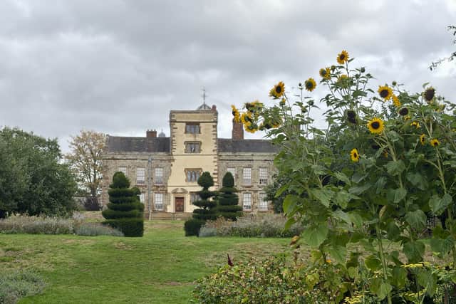 Sunflower in bloom at Canons Ashby
