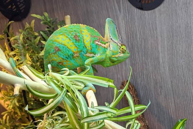 Bob the chameleon