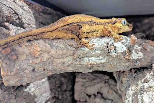 Geko