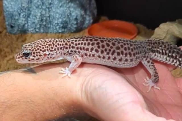 Lizard