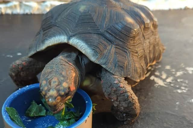 Tortoise