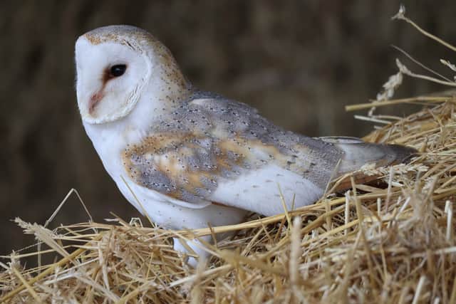 Barn Owl