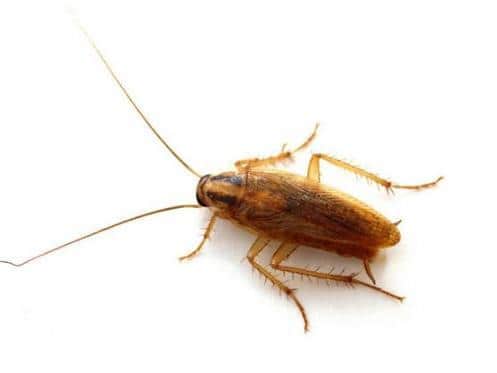 A German cockroach. File picture.
