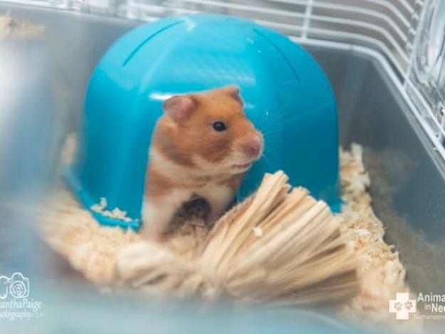 More details on all of the animals are available on the charity's website