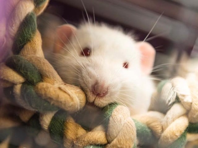For more information about re-homing any of these animals call 01933 278080