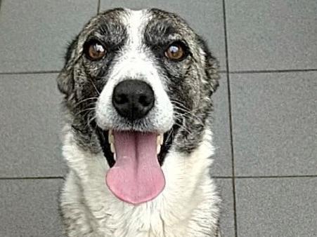 Animals In Need is open to the public between midday and 3pm Tuesday to Sunday