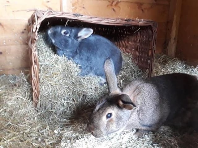 Animals In Need has re-homed thousands of animals since it was set up in 1990