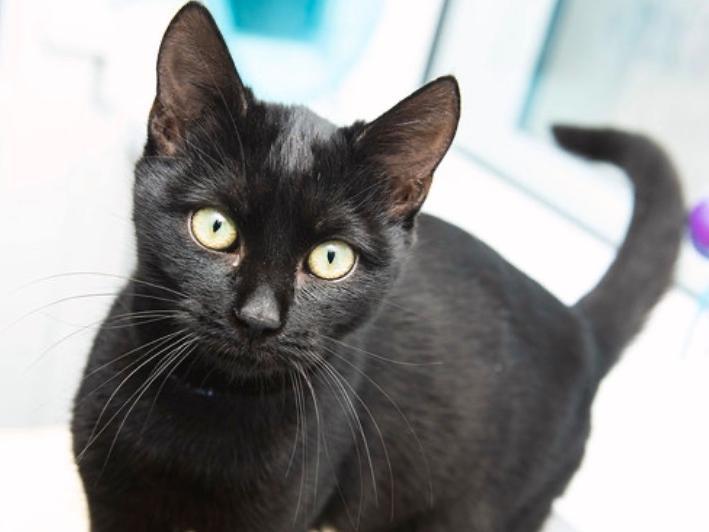 Could you give this cat a new home?