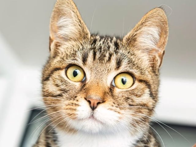 The charity has lots of animals in need of a new home