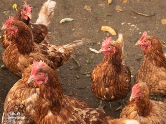 Animals In Need has a wide range of animals in need of re-homing
