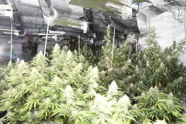Police found a huge cannabis factory in Corby yesterday