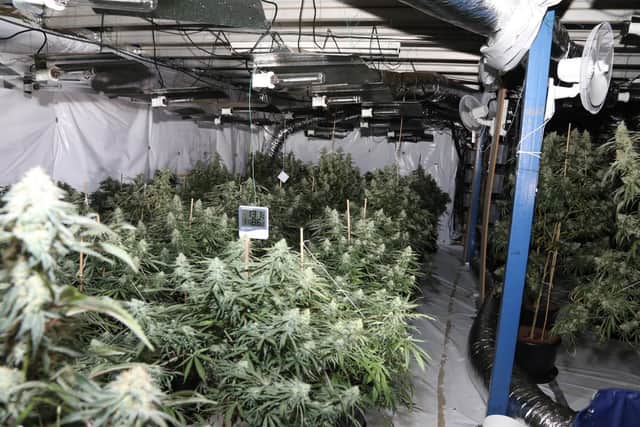 The police were dealing with another crime in the area when they realised they could smell cannabis