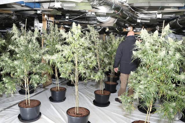 Police have seized more than 1,000 plants from a Corby cannabis factory