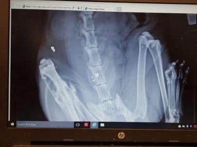 Jerimiah's x-ray shows two pellets