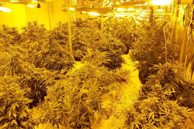 Acting on intelligence, police found this cannabis factory.