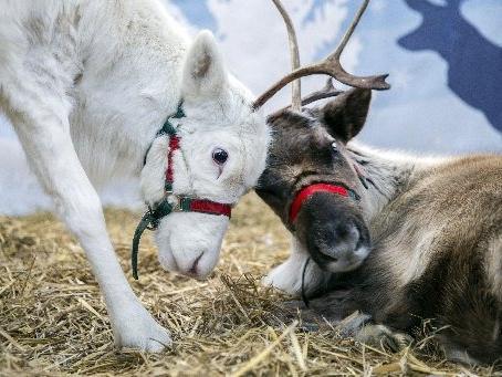 Welford Christmas Tree Farm. Pictures by Kirsty Edmonds.